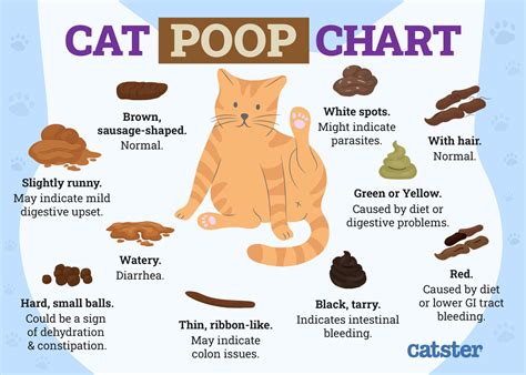 cat leaks poop|Why Your Cat Is Leaking Poop: 8 Concerning Causes。